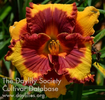 Daylily Apache Junction
